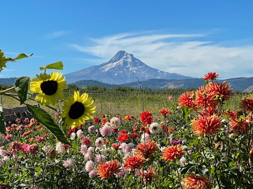 A photo of our flower garden with Mt. Hood in the background. 
